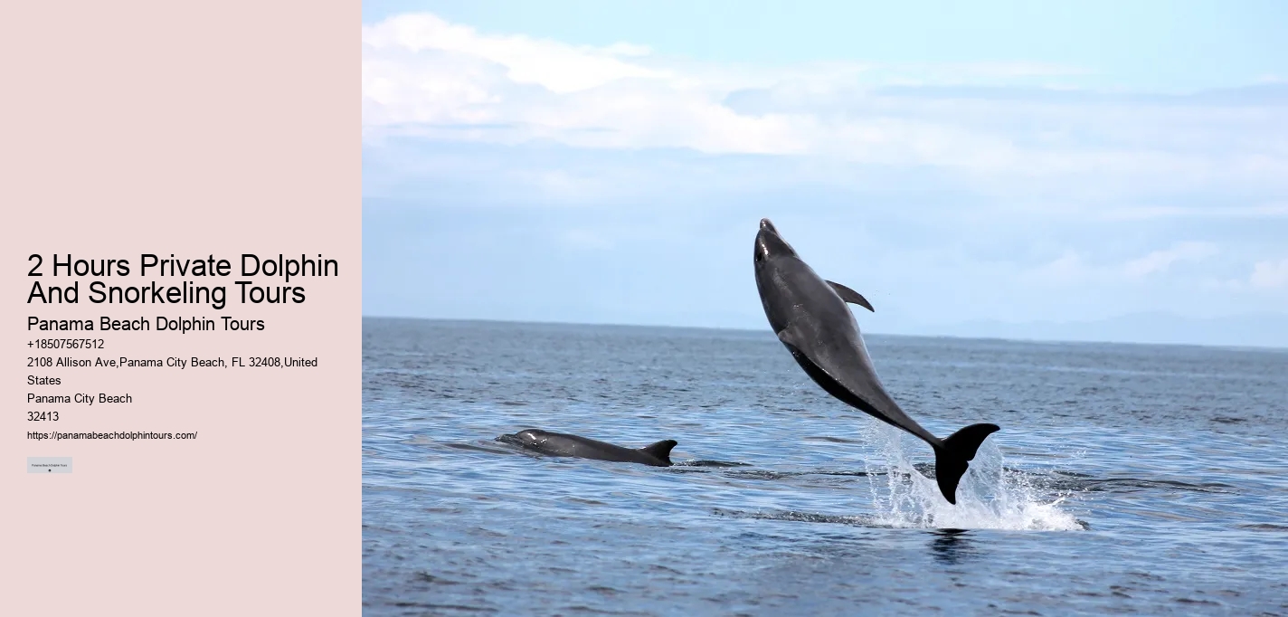 Swim With Dolphins