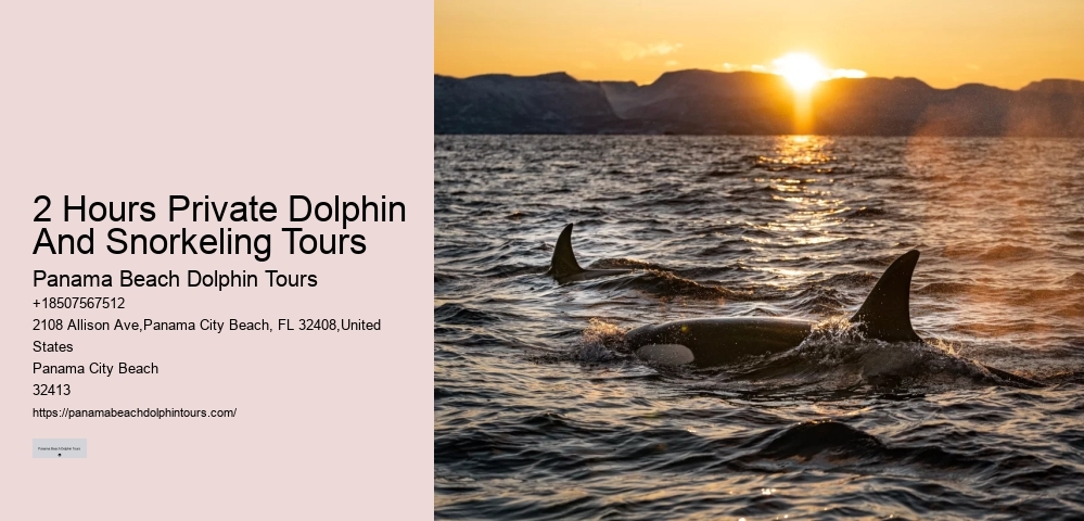 Split Expert-led Dolphin And Snorkeling Tours