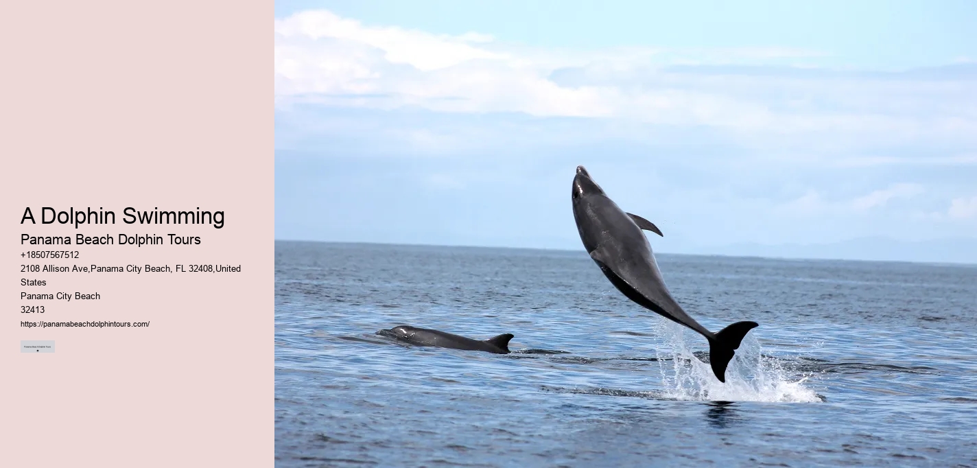 How Much Does Dolphin Cove Cost
