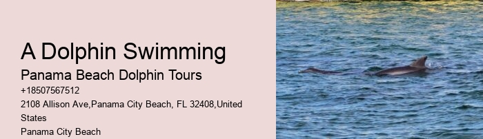 Elite Dolphin Expedition and Snorkeling Tours