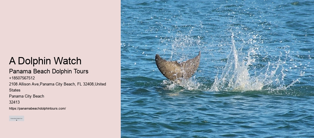 Individual Dolphin Discovery and Snorkeling