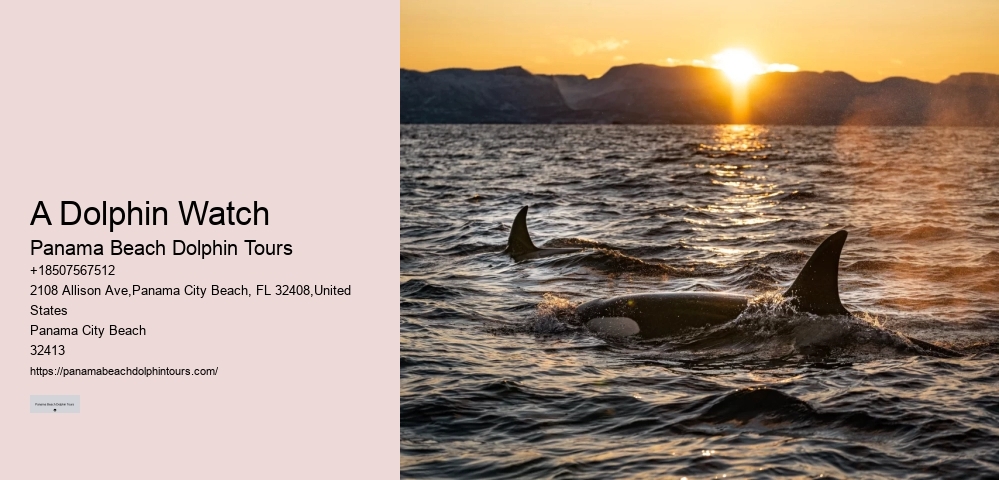 Dolphin Tours Tampa Bay