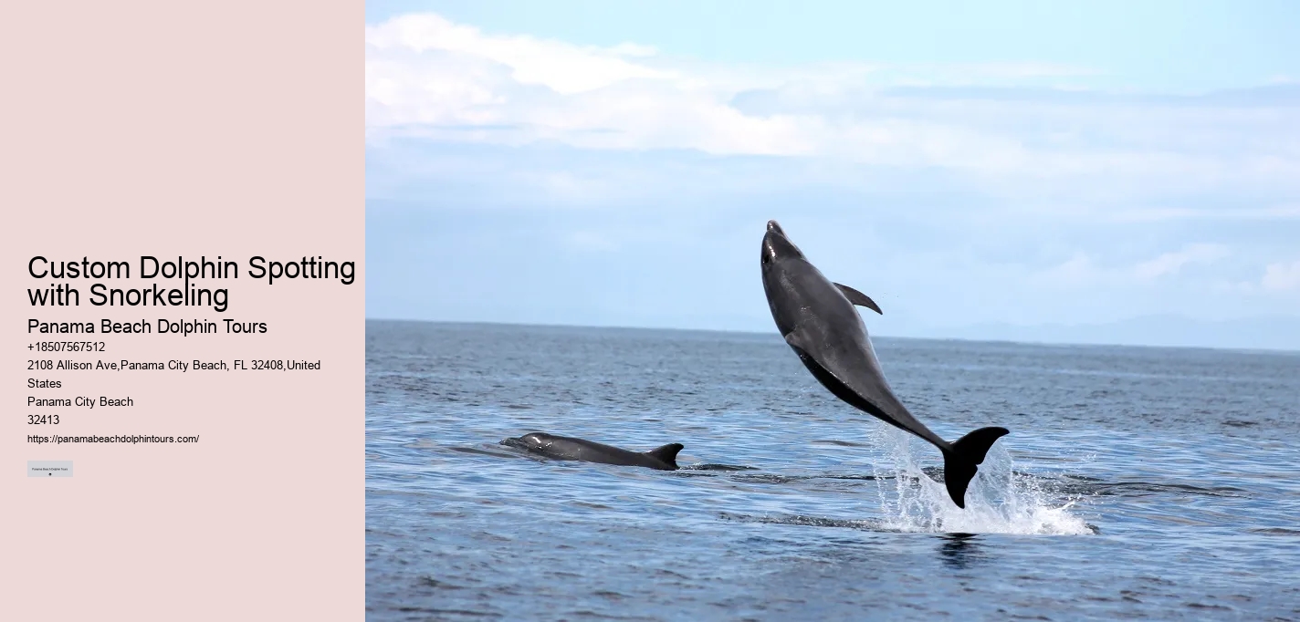 Split Personalized Dolphin And Snorkeling Charters