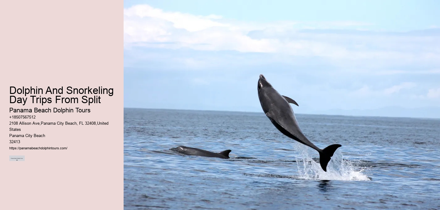 VIP Dolphin Discovery and Snorkeling Tours