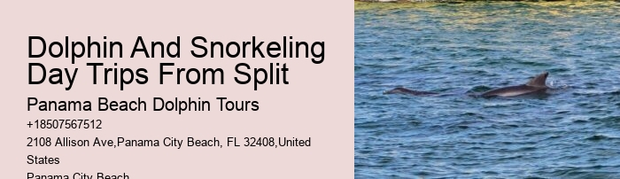 Bespoke Dolphin Spotting and Snorkeling