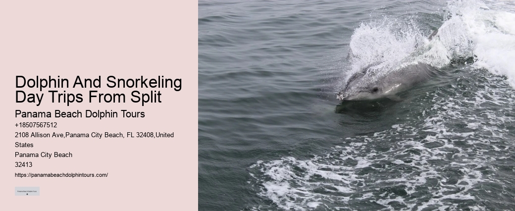 Dolphin Sightseeing Cruises in PCB