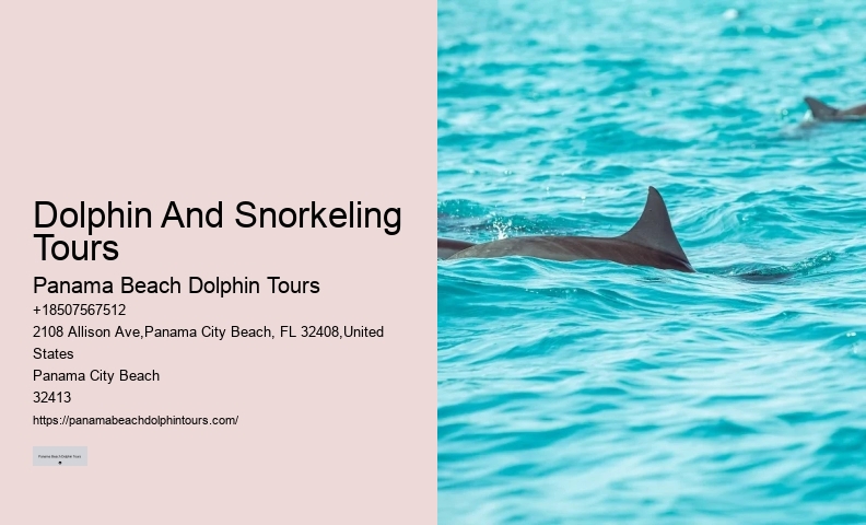 Dolphin And Snorkeling