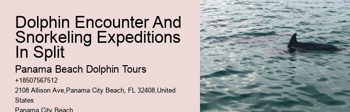 Dolphin Boat Tours Panama City Beach Fl