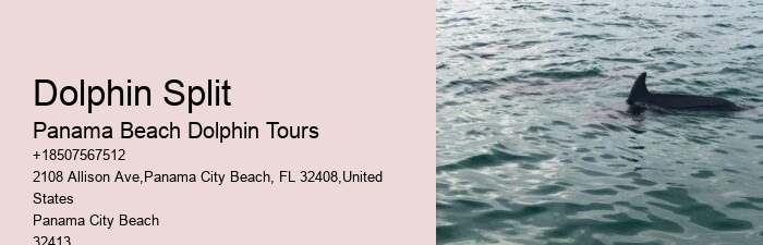 Exclusive Dolphin Exploration with Snorkeling