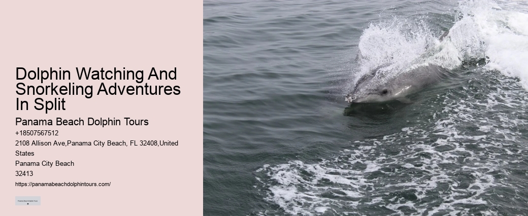 Split Private Snorkeling And Dolphin Watching Tours
