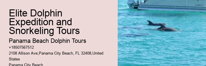 Secluded Dolphin Encounter and Snorkeling Experience