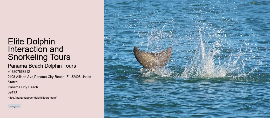 Exclusive Dolphin Exploration and Snorkeling