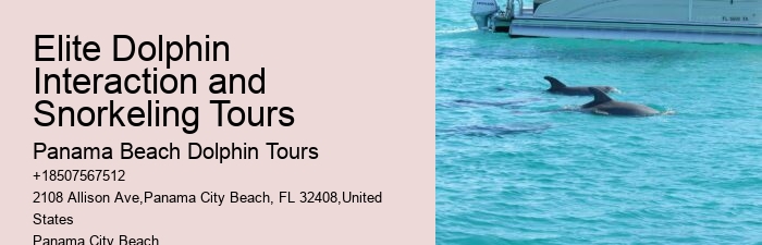 Shell Island Dolphin