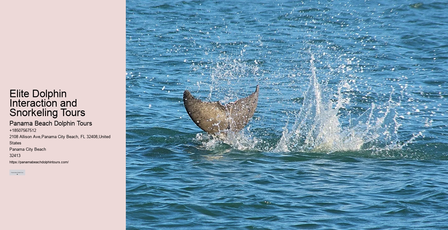 A Dolphin Swimming