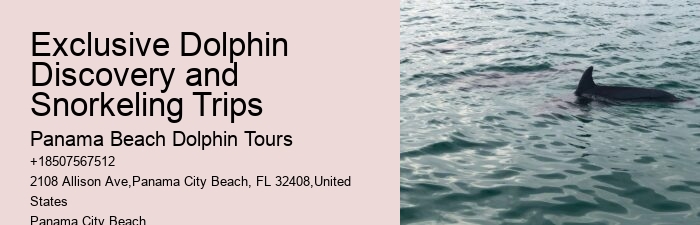 Secluded Dolphin Encounter and Snorkeling Experience
