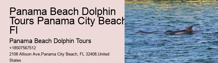 Dolphin adventures in Panama City Beach