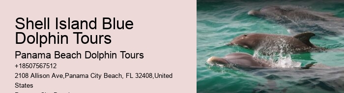 Custom Dolphin Encounter and Snorkeling Adventures