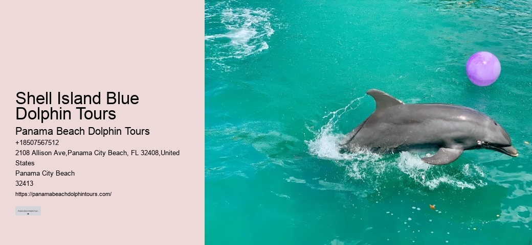 How do I get to the departure point for the dolphin tour