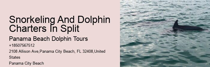 Dolphin Tours Tampa Area