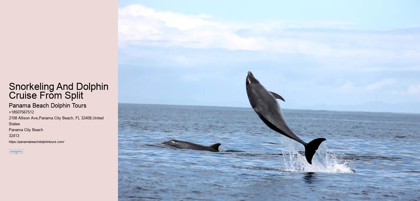 Flippers Dolphin