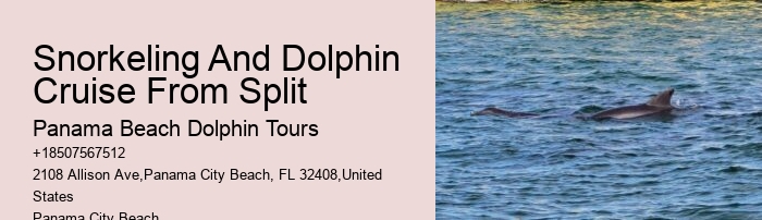 Luxury Dolphin Encounter with Snorkeling