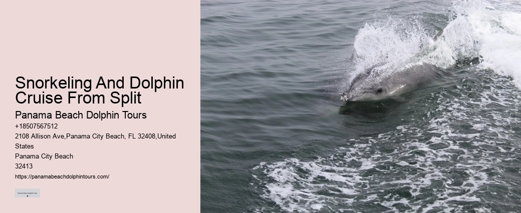 Dolphin And Snorkeling Tours