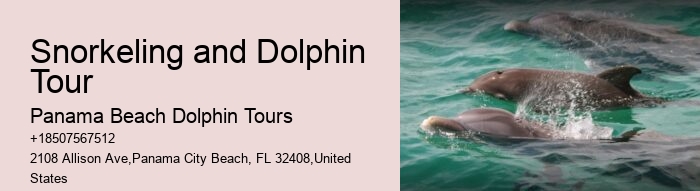 Eco Dolphin Tours