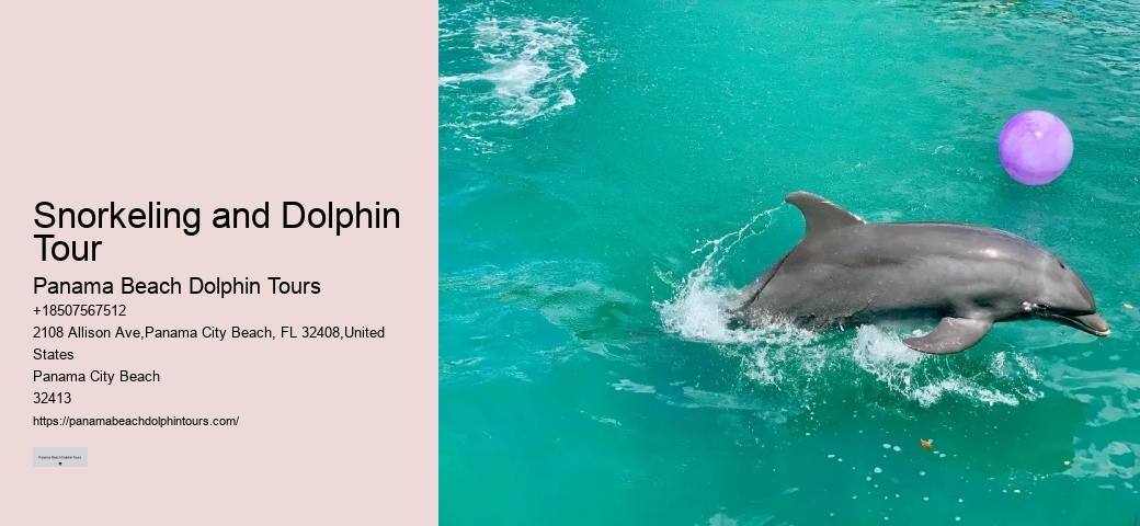 Panama City Beach Dolphin Boat Tour