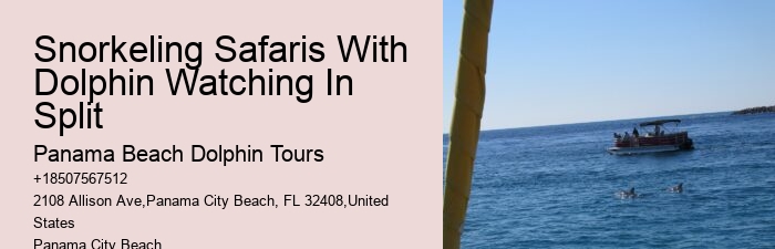 Exclusive Dolphin Snorkeling Excursions