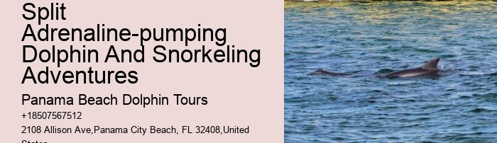 Guided Dolphin Swim and Snorkeling Tours