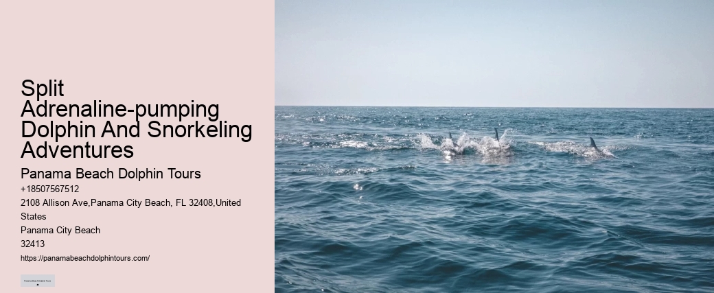 PCB Dolphin Spotting Tours