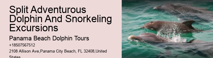 2 Hours Private Dolphin And Snorkeling Tours