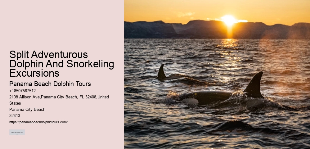 Split Charter Dolphin Tours