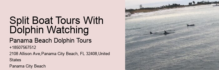Split Adrenaline-pumping Dolphin And Snorkeling Adventures