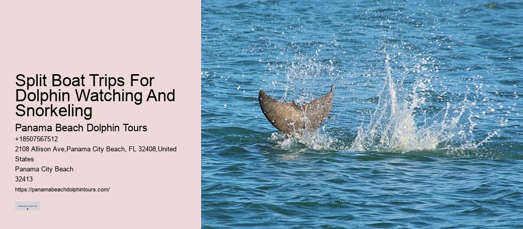 Do Dolphins Like To Be Touched