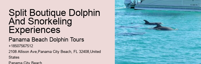 18 Best Places To Swim With Dolphins