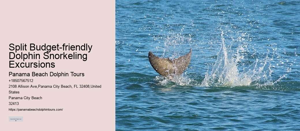 Split Marine Biology-focused Dolphin And Snorkeling Tours