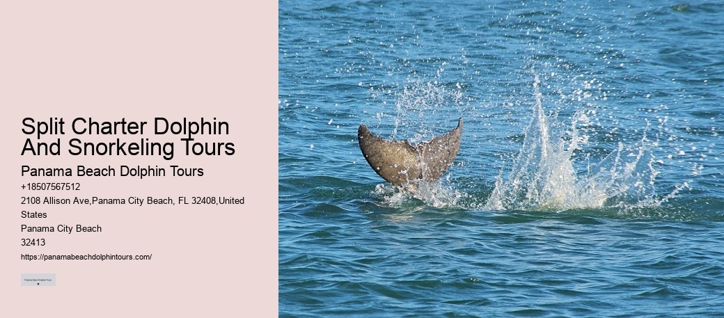 Are there evening or night dolphin tours available in Panama City Beach