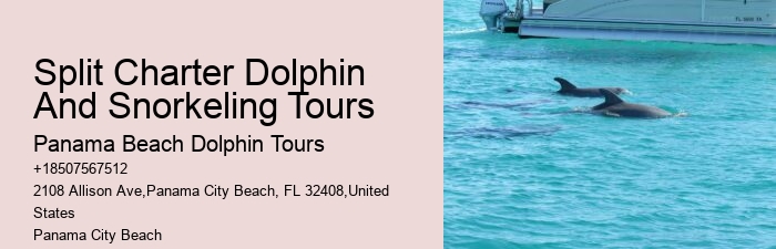 Dolphin Fact Sheet