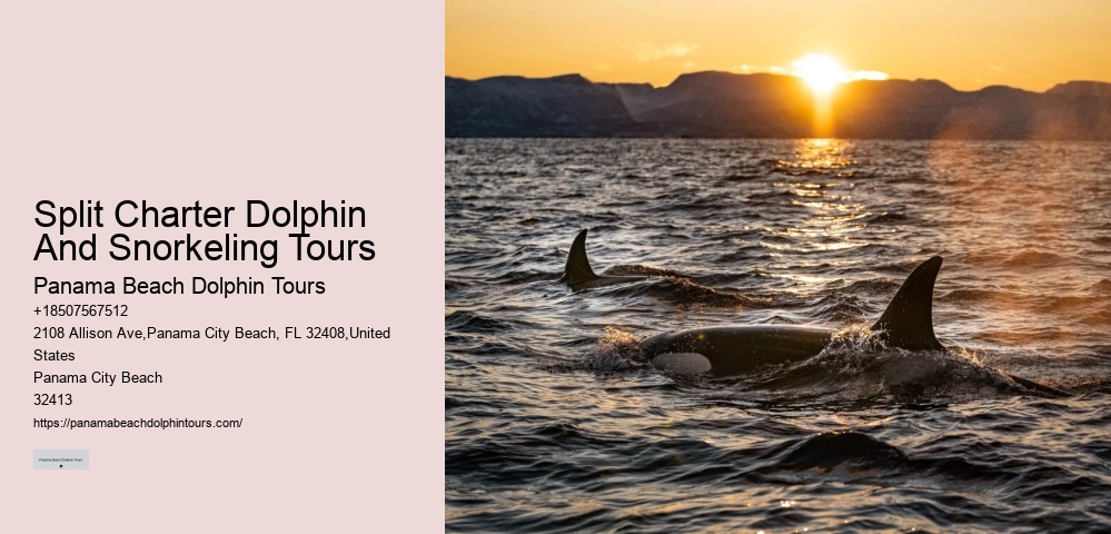 Panama City Beach Dolphin Tours & More Tours
