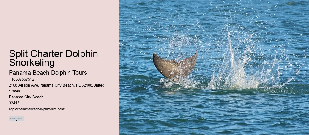 Dolphin Tours Near Panama City Beach