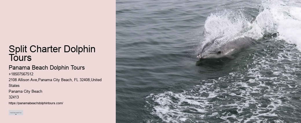Dolphin Exploration Cruises in Panama City Beach
