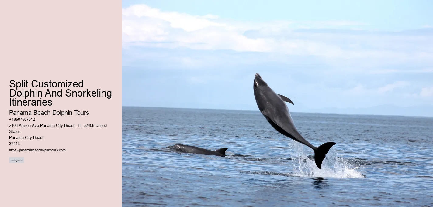 PCB Dolphin Discovery Excursions