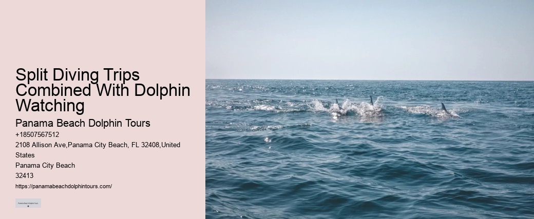 Tailored Dolphin Discovery and Snorkeling Adventures