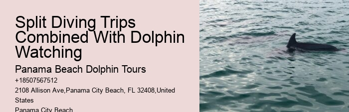 30a Dolphin Tours