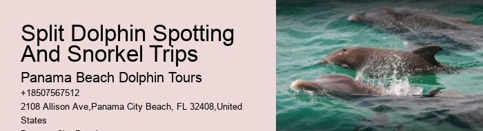 VIP Dolphin Spotting with Snorkeling