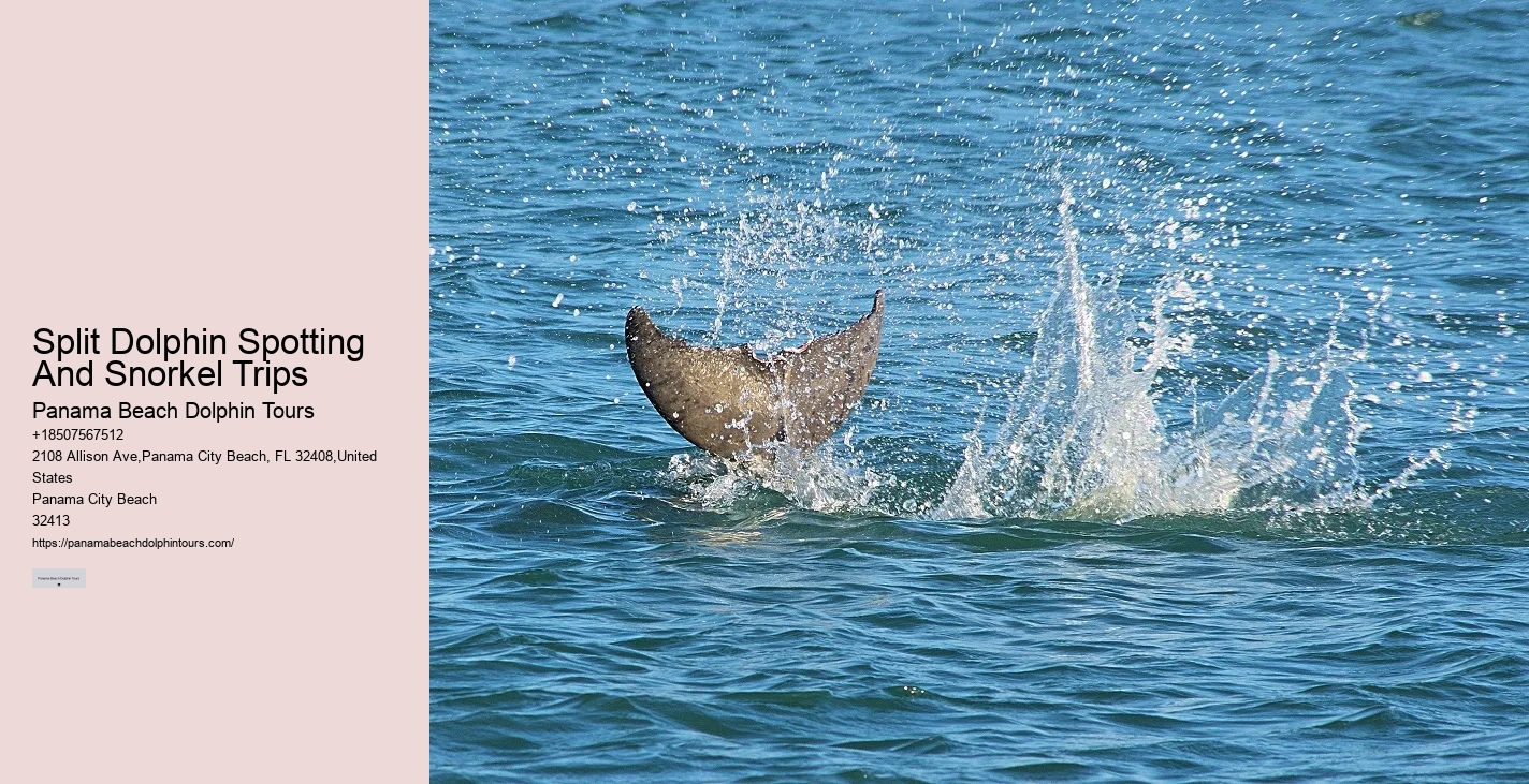 Tailored Dolphin Expedition with Snorkeling