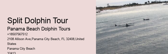 Split Unforgettable Dolphin And Snorkeling Experiences