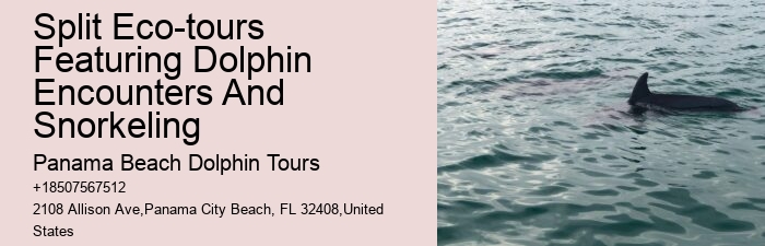 Split Snorkeling Expeditions With Dolphin Watching Included