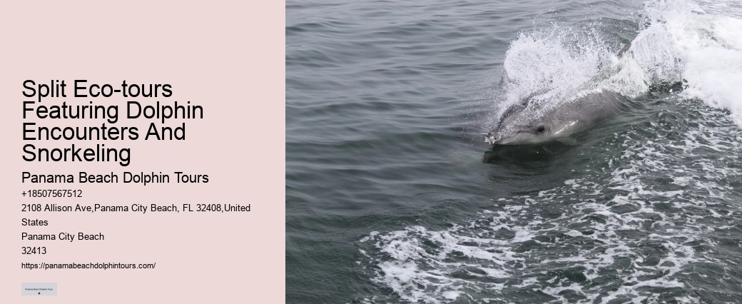 What Hours Of The Day Are Dolphins Most Active